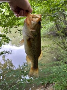 Largemouth Bass