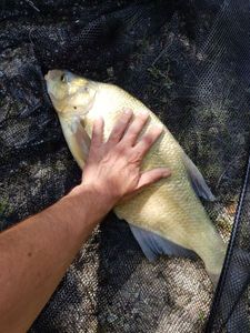 Common Bream