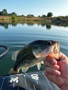 Smallmouth Bass