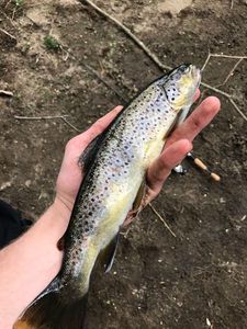 Brown Trout