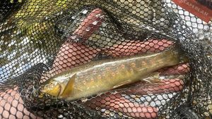 Brown Trout