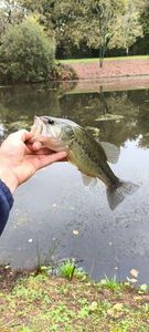 Largemouth Bass