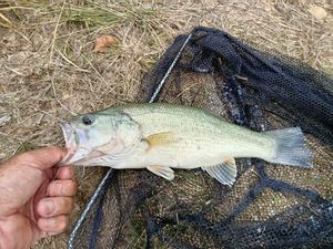 Largemouth Bass