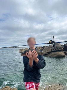 Ballan Wrasse