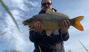 Common Carp