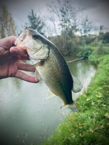 Largemouth Bass