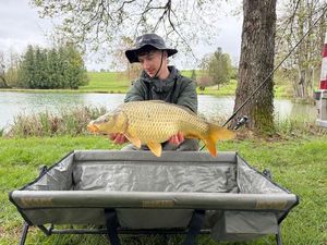Common Carp
