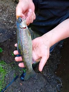 Rainbow Trout