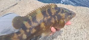 Ballan Wrasse