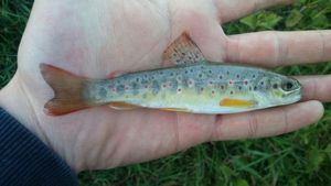 Brown Trout