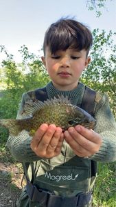 Green Sunfish