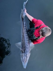 Sturgeon