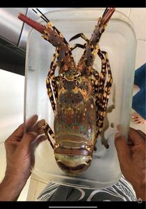 Norway Lobster