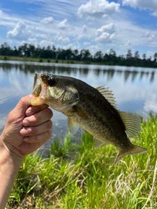 Largemouth Bass