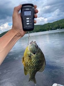 Pumpkinseed