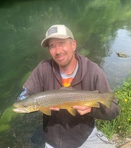 Brown Trout