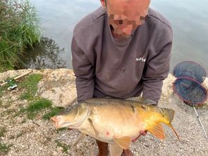 Mirror Carp