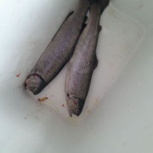 Cutthroat Trout