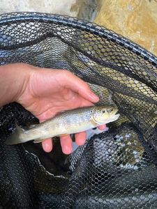 Brown Trout