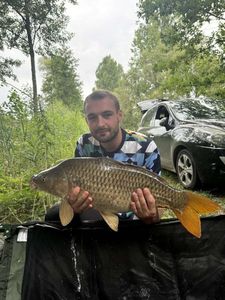 Common Carp