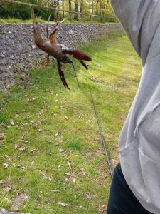 Noble Crayfish