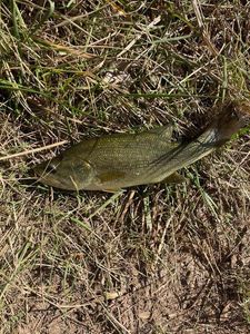 Largemouth Bass