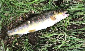 Brown Trout
