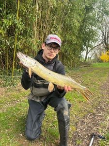 Northern Pike