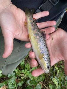 Brown Trout