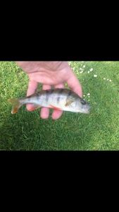 European Perch