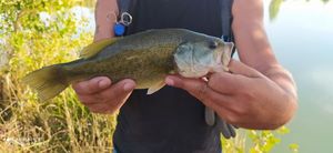 Largemouth Bass