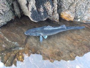 European Bass (Seabass)