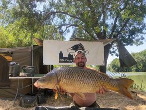 Common Carp