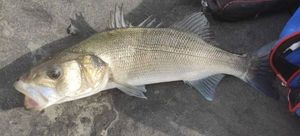 European Bass (Seabass)