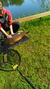 Common Carp