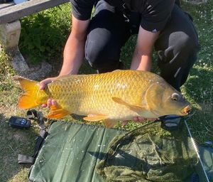 Common Carp