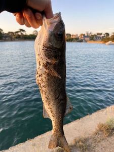 European Bass (Seabass)