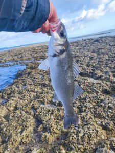 European Bass (Seabass)