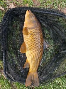 Common Carp