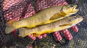 Brown Trout