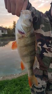 European Perch