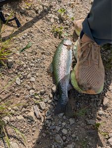 Rainbow Trout