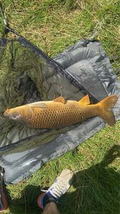 Common Carp