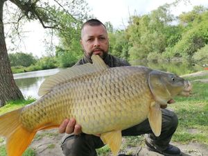 Common Carp