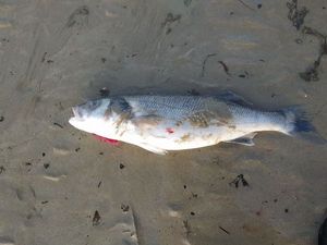 European Bass (Seabass)
