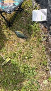 Green Sunfish