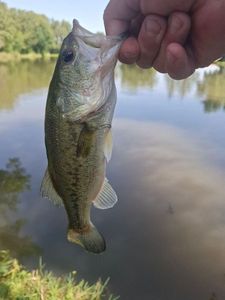Largemouth Bass