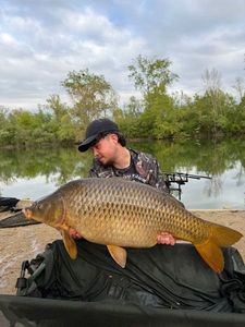 Common Carp