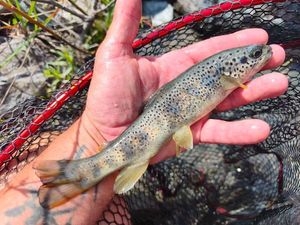 Brown Trout
