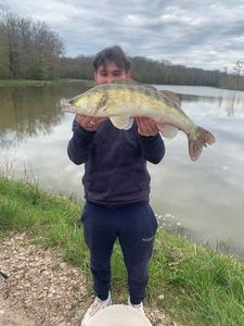 Zander